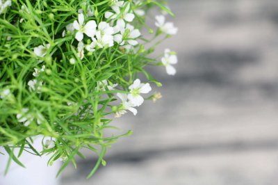 垂吊满天星花期持续多久 垂吊满天星花语象征什么