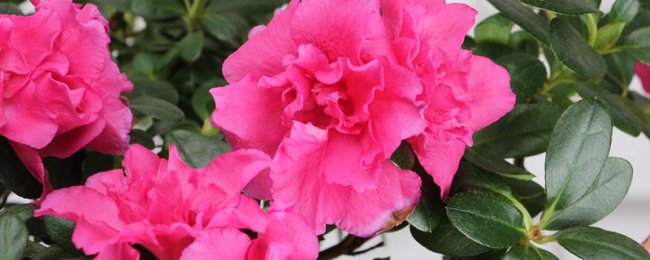 这“4种”花