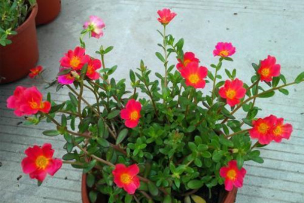 这“4种”花