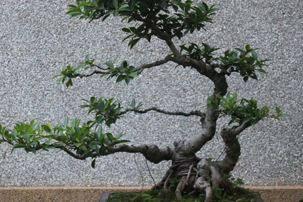 这花就是金罐子