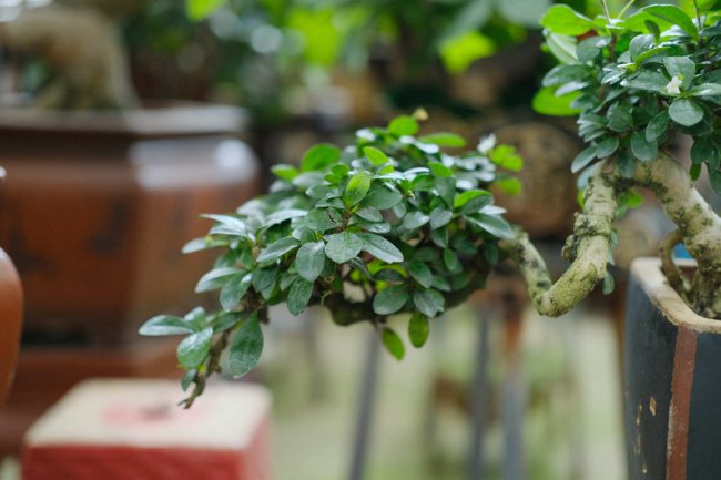 这花就是金罐子