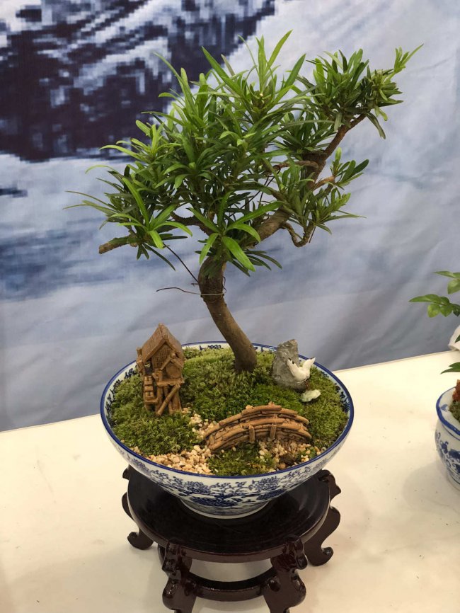这花就是金罐子