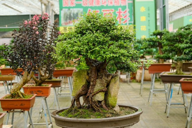 这花就是金罐子