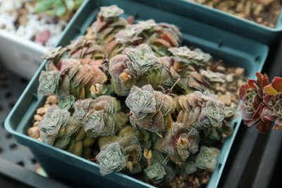多肉控家庭危机 巧妙化解园艺沉迷