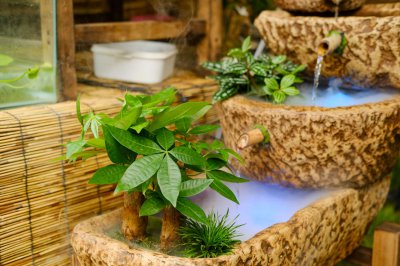 客厅绿植新选择 3种开花植物满枝贺春