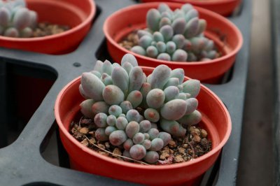 多肉补光技巧 多肉植物台灯补光解决方案
