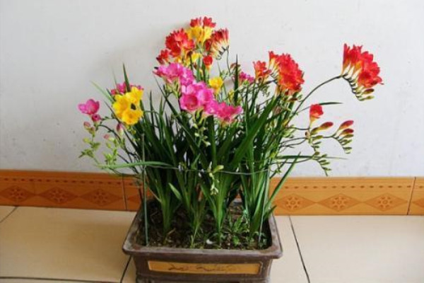 这种“花”芳香四溢