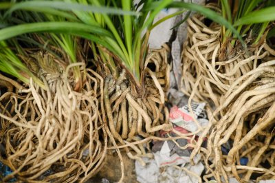 玉素梅兰花千年传奇 瓣莲兰花天价之谜