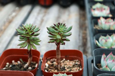 垂吊多肉为何遭举报？屋顶多肉植物生长奇观