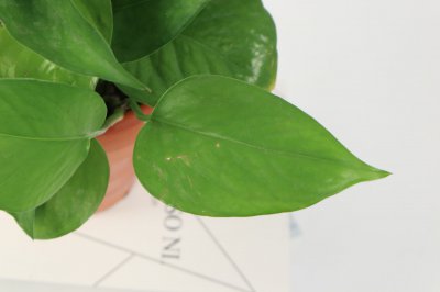 啤酒擦拭植物叶片技巧 绿萝君子兰养护方法