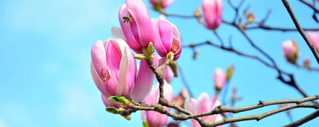 “木兰花”真好看