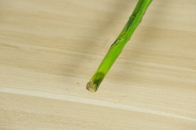 富贵竹摆放禁忌知多少 空调顶上真的适合吗