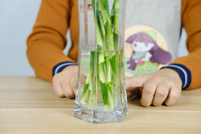 富贵竹不能放在哪里