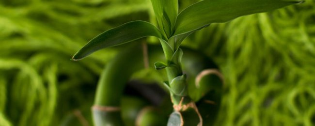 节节高怎么养才茂盛