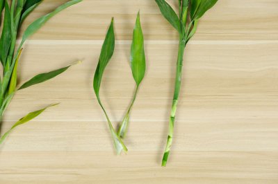 节节高怎么养才能旺盛 节节高与富贵竹养护差异