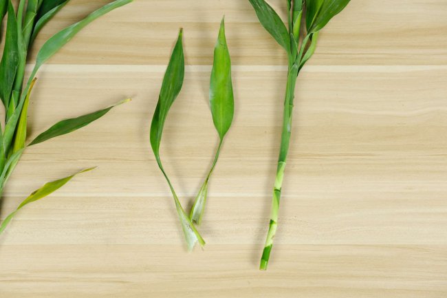 节节高怎么养才茂盛