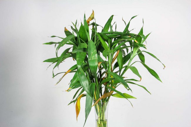 节节高怎么养才茂盛