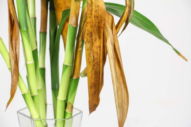 节节高怎么养才茂盛