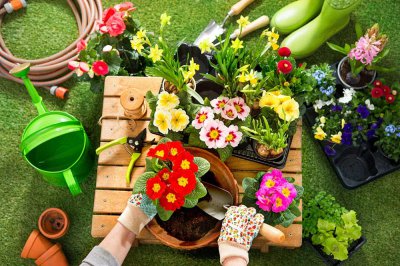 植物营养液正确用法 营养液滴土养护与喷洒频率