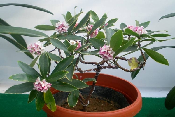 这“4种”花全身带香味