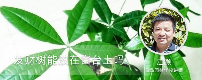 发财树能放在窗台上吗