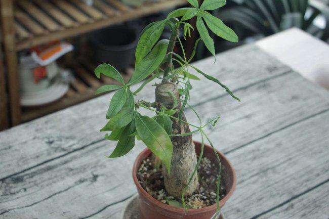 发财树能放在窗台上吗