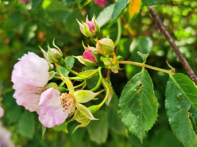 红木香蔷薇多久开花 红木香蔷薇品种区别