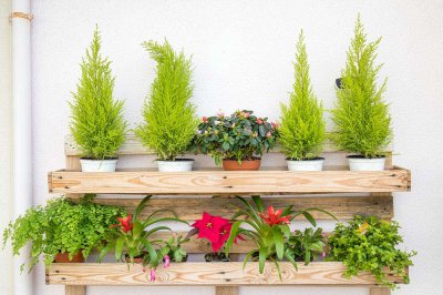 耐旱植物怎么?。苛腔?芦荟 金钱树养护诀窍