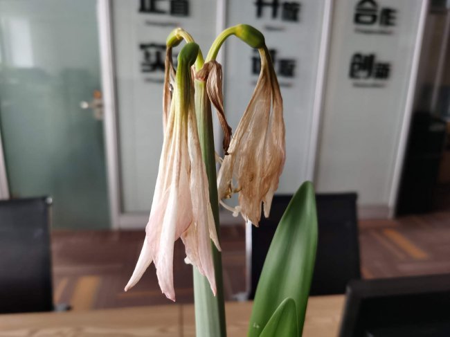 朱顶红怎么养