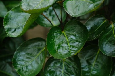 羽叶福禄桐爆盆技巧 家庭绿植养护全流程