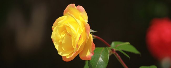 玫瑰花盆栽的养殖方法和注意事项
