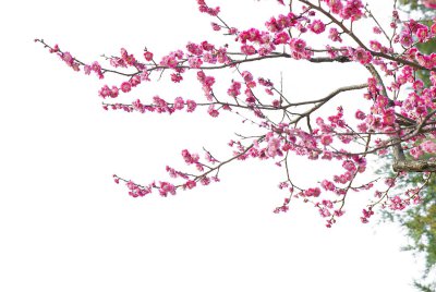 梅花养殖 梅花养护技巧与常见问题