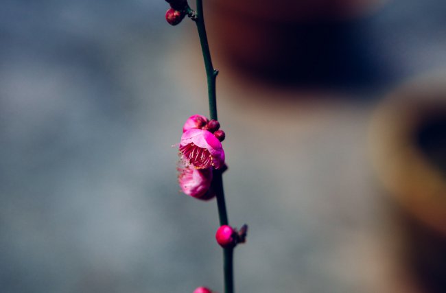 梅花的养殖方法和注意事项
