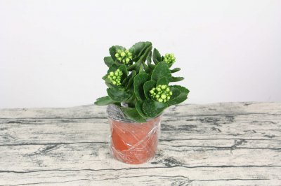 长寿花养护全流程 花期延长技巧分享