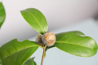 茶花盆栽总养不好？掌握5个要点花开满枝