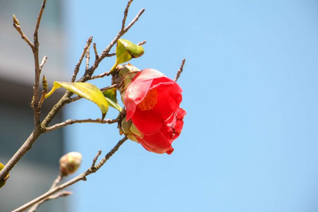 盆栽茶花的养殖方法和注意事项