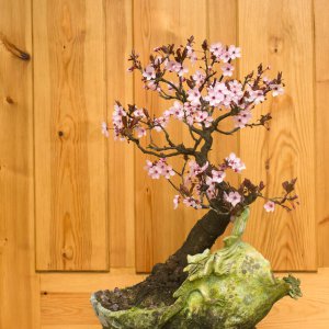 梅花施肥技巧全解析 梅花结果条件与品种选择