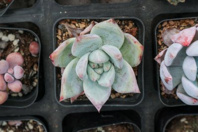 多肉营养液如何自制 多肉植物养护技巧