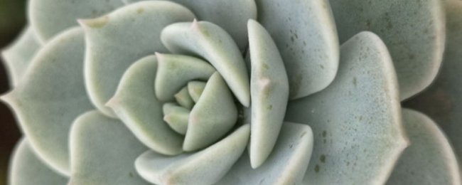 多肉白牡丹怎么变老桩