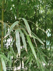 夏威夷竹子修剪技巧 夏威夷竹子养护方法