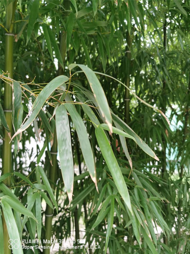 夏威夷竹子怎么修剪