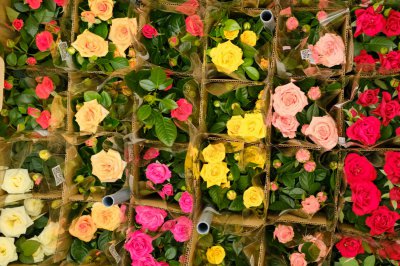 月季花怎么施肥好 月季花施肥技巧