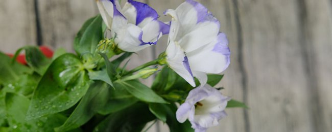 洋桔梗鲜花怎么养