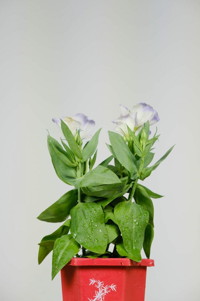 洋桔梗鲜花怎么养