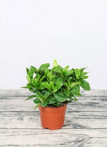 栀子花养护技巧 栀子花栽培全攻略