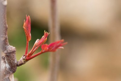 香椿树何时种植最佳 香椿树栽培时机