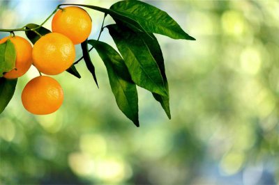 橘子籽种植技术 橘子籽催芽养护全攻略