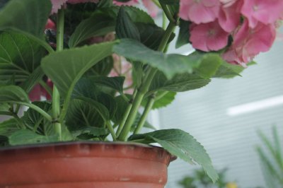 绣球修剪时间 绣球花后养护技巧