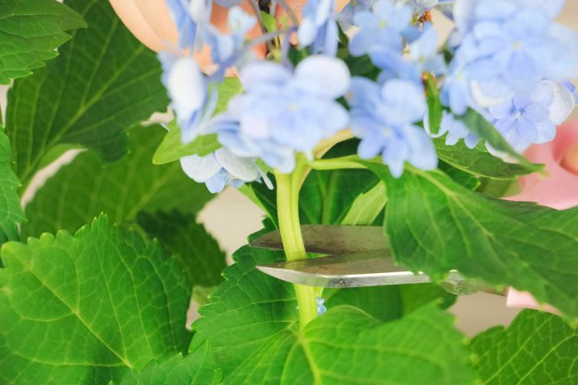 绣球花几月份换盆好