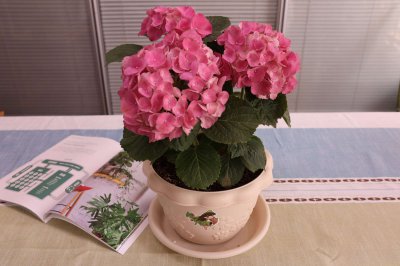 绣球花好养吗 绣球花易活品种推荐